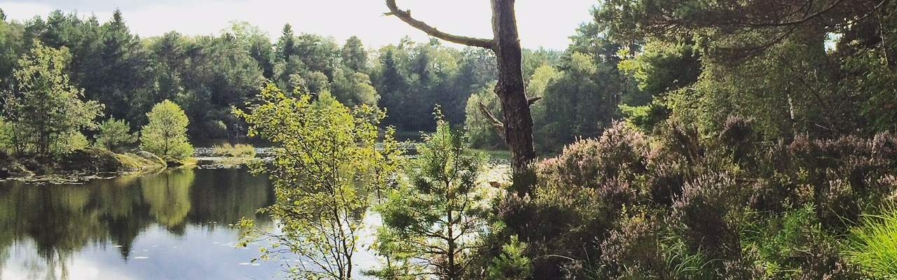 Nei til utbygging av Åstveitskogen i Åsane