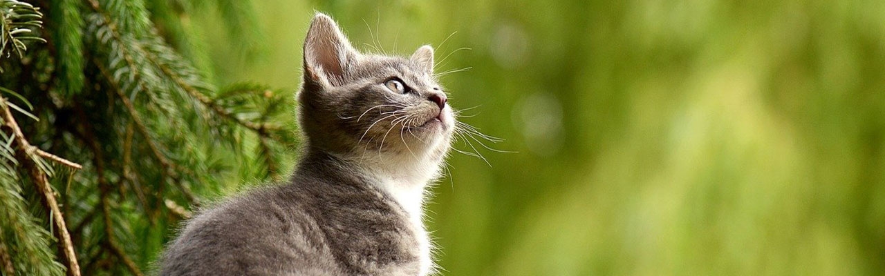 Stopp tortur av katter i Kina!