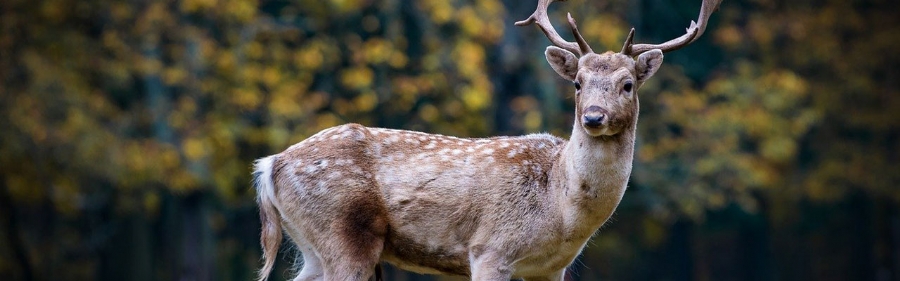 Sesong 2 av Isak og Koia